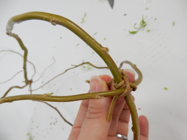 Secure a thin willow stem where the looped stems cross Secure a thin willow stem where the looped stems cross