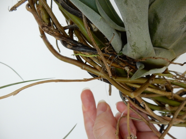 Simply weave the line through the plant and secure with a knot