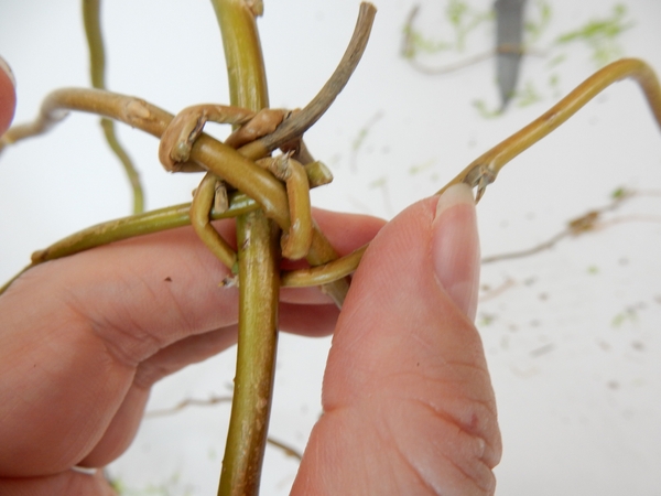 Start weaving the stem in and out around the stems Start weaving the stem in and out around the stems