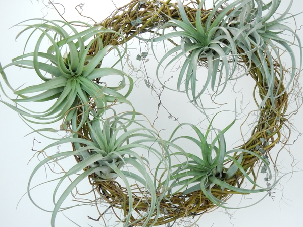 Succulent and Air Plant wreath Succulent and Air Plant wreath