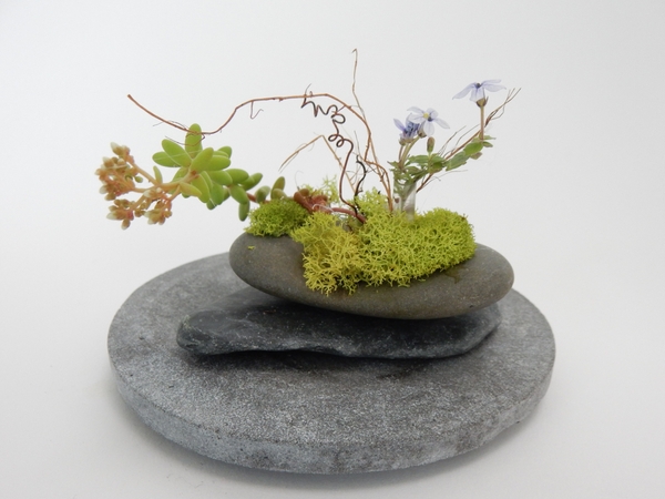 Succulent Succulent