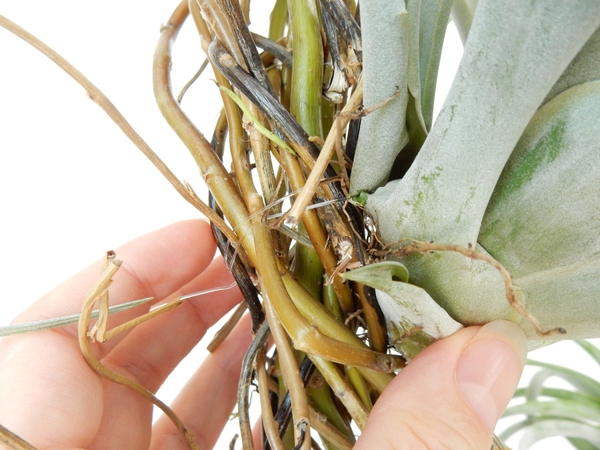 The biggest negative of using fishing line to secure the plant is that it does damage the plan The biggest negative of using fishing line to secure the plant is that it does damage the plan