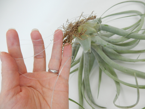 Tie the air plants to the design with fishing line