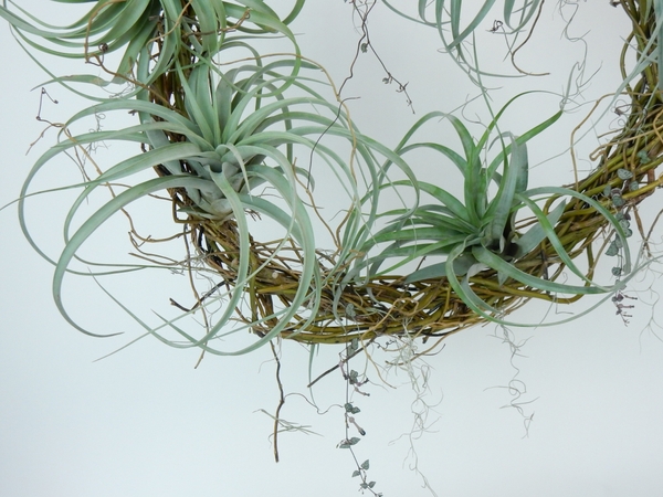 Tillandsia and rosary vine