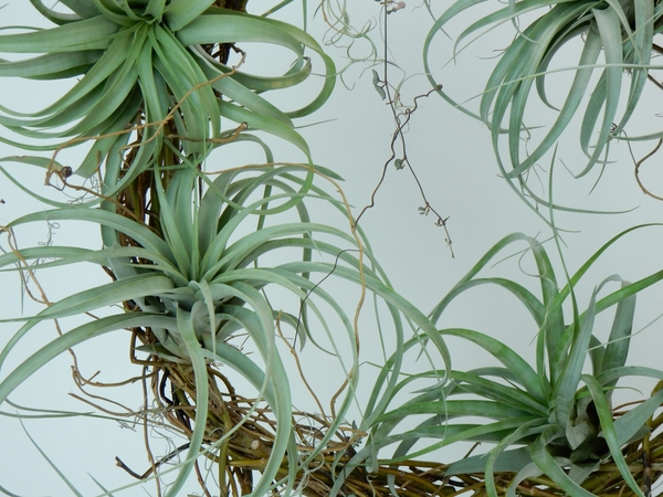 Tillandsia and rosary vine wreath Tillandsia and rosary vine wreath