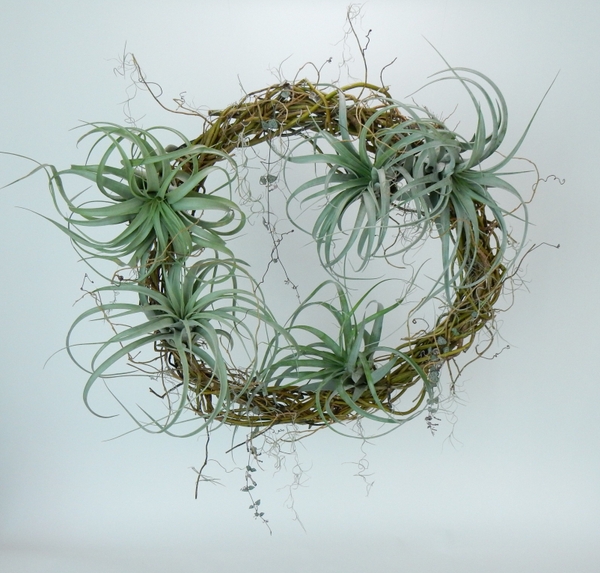 Tillandsia, Spanish moss and rosary vine on a willow wreath Tillandsia, Spanish moss and rosary vine on a willow wreath