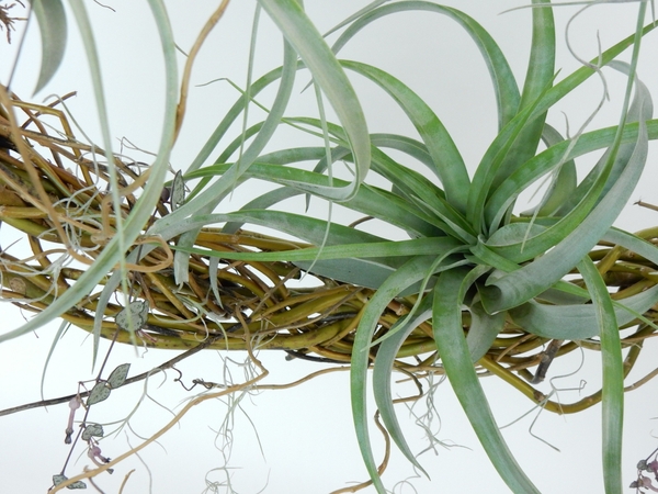 Tillandsia on a wreath