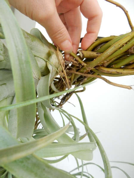 Weave the roots into the design Weave the roots into the design