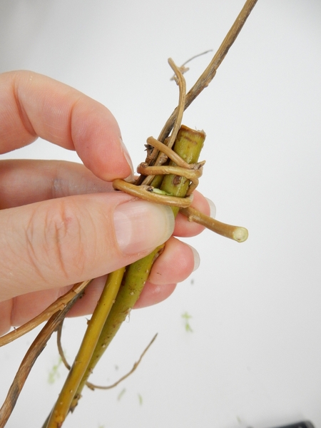 Wrap a thin willow stem around the looped stems Wrap a thin willow stem around the looped stems