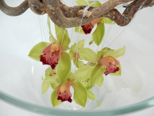 Cymbidium orchids on a hazel stick Cymbidium orchids on a hazel stick