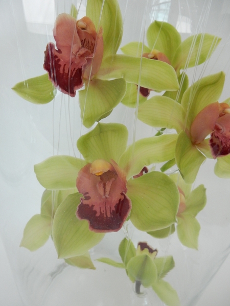 Cymbidium orchids Cymbidium orchids