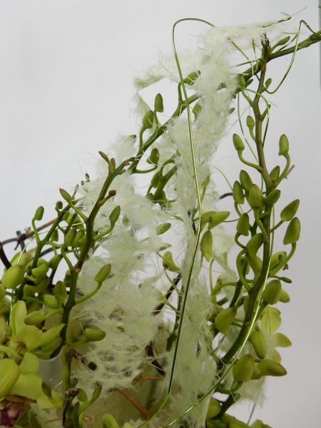 Dendrobium orchids in a papier mache Washi nest