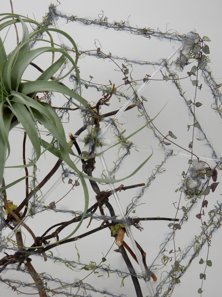Spiderwebs are rich in Vitamin K Spiderwebs are rich in Vitamin K