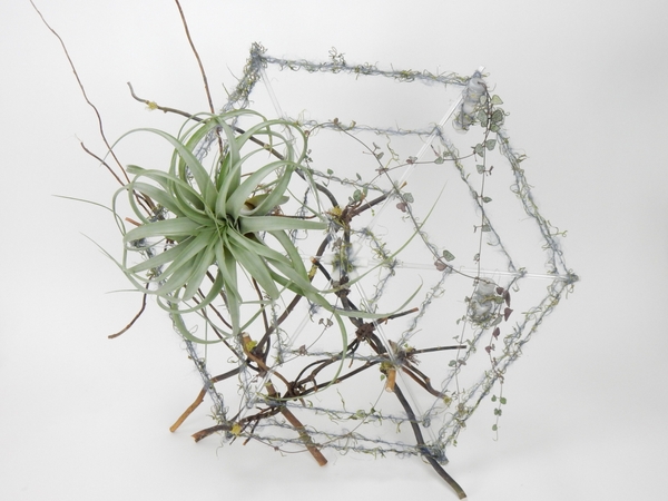 Spiderweb strands Spiderweb strands