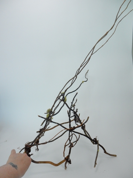 Wasp nest twig tangle Wasp nest twig tangle