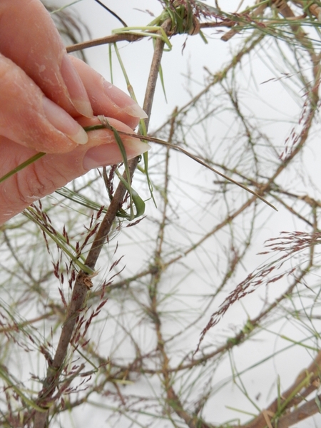 And knot at both ends to secure And knot at both ends to secure