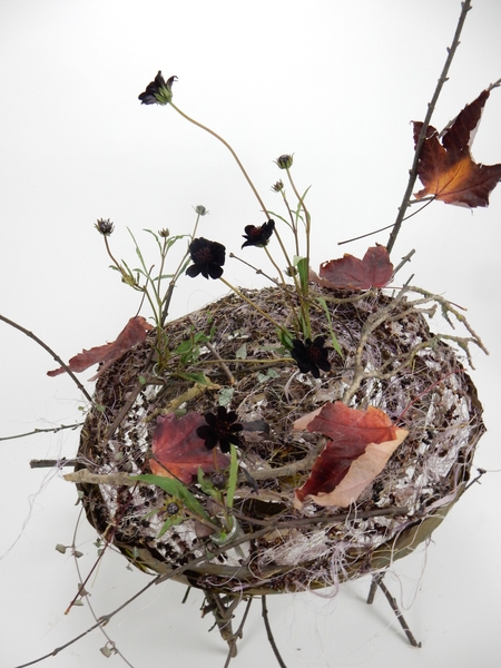Chocolate cosmos and autumn leaves Chocolate cosmos and autumn leaves
