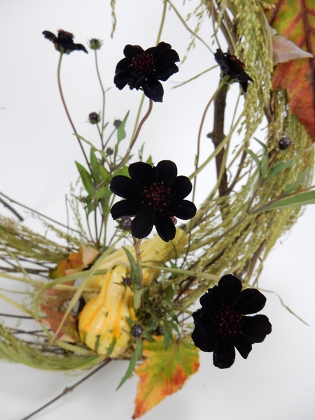 Chocolate cosmos and grass Chocolate cosmos and grass