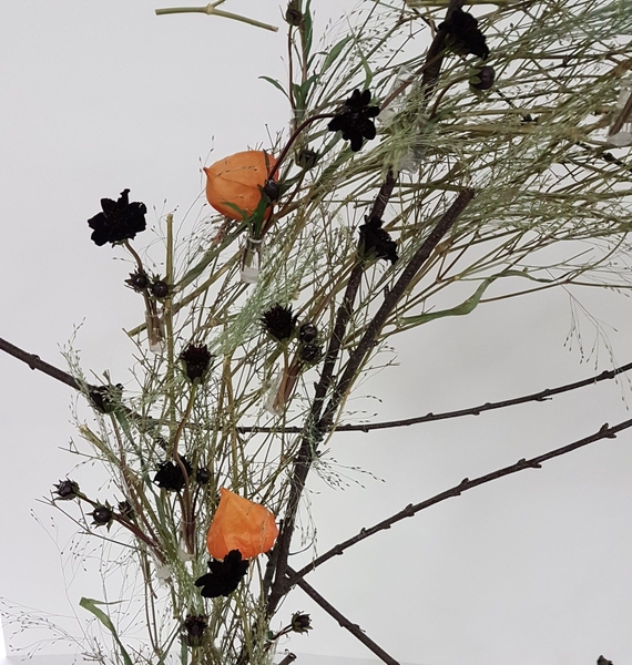 Chocolate cosmos and grasses Chocolate cosmos and grasses