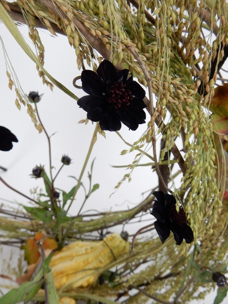 Chocolate cosmos on the armature Chocolate cosmos on the armature