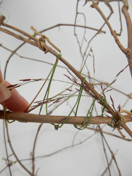 Wrap the grass around the opening between the vine in a zig zag pattern