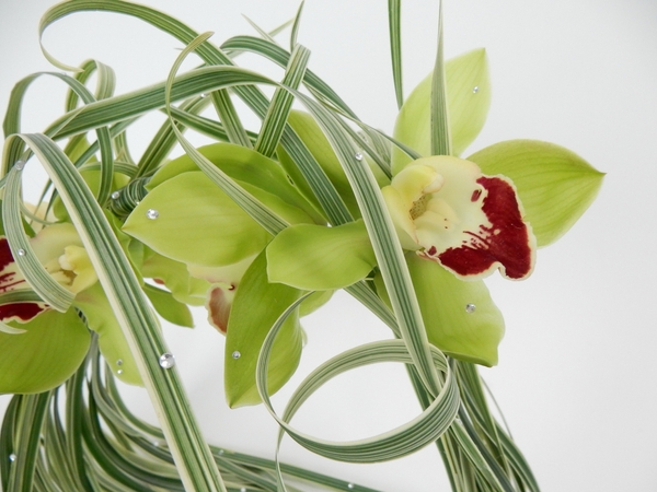 Cymbidium orchids