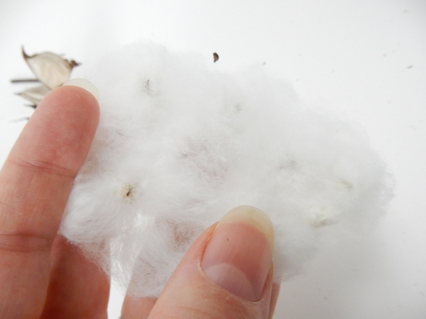 Gently fluff out the cotton to find the seed Gently fluff out the cotton to find the seed