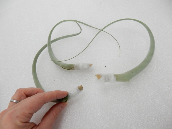 Neatly finishing the leaf off Neatly finishing the leaf off