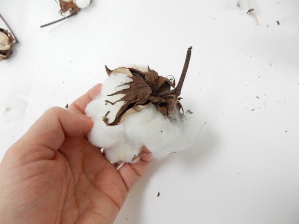 Pull the cotton from the pods Pull the cotton from the pods
