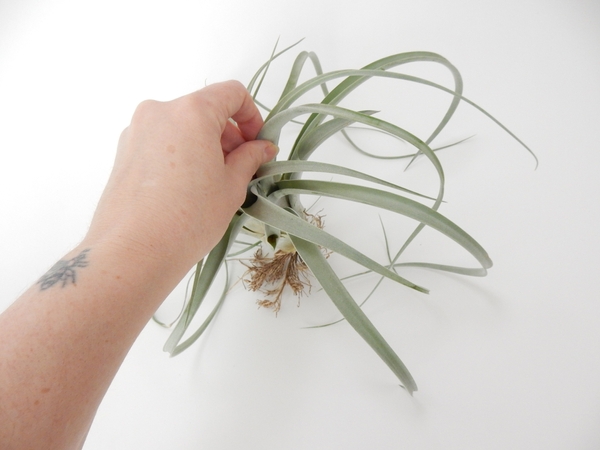Reach into the Tillandsia plant Reach into the Tillandsia plant