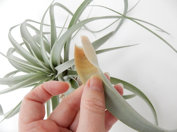 Remove the entire leaf Remove the entire leaf