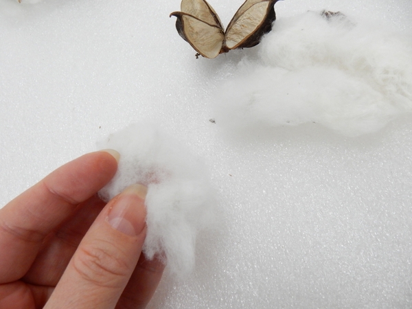 Remove the seed and pull the cotton to create a thin piece Remove the seed and pull the cotton to create a thin piece