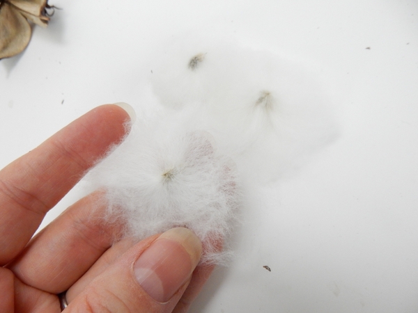 This creates a flat disk of cotton fluff. This creates a flat disk of cotton fluff.