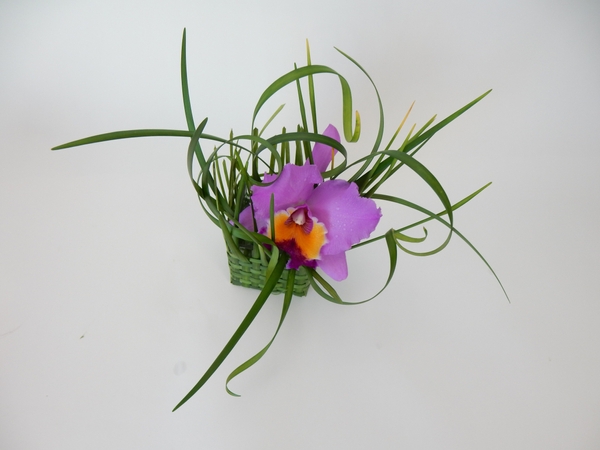 Cattleya orchid and lily grass Cattleya orchid and lily grass
