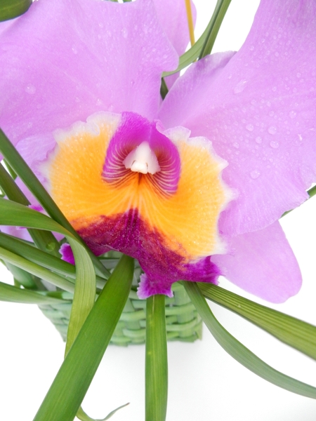 Cattleya orchid in a grass basket Cattleya orchid in a grass basket