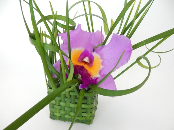 Cattleya orchid in a loosely woven grass basket Cattleya orchid in a loosely woven grass basket