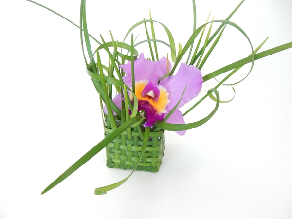 Cattleya orchid in a woven lily grass basket Cattleya orchid in a woven lily grass basket