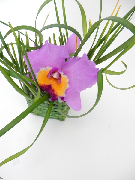 Cattleya orchid in a woven grass basket Cattleya orchid in a woven grass basket