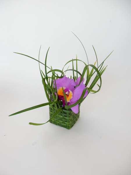 Cattleya orchid in a hand woven lily grass basket Cattleya orchid in a hand woven lily grass basket