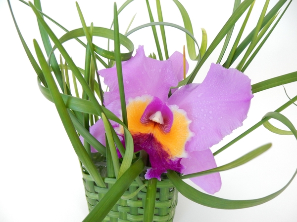 Cattleya orchid Cattleya orchid