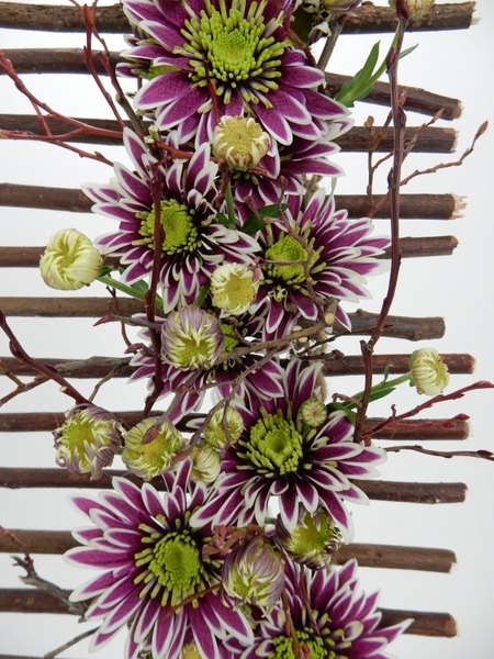 Chrysanthemum buds Chrysanthemum buds