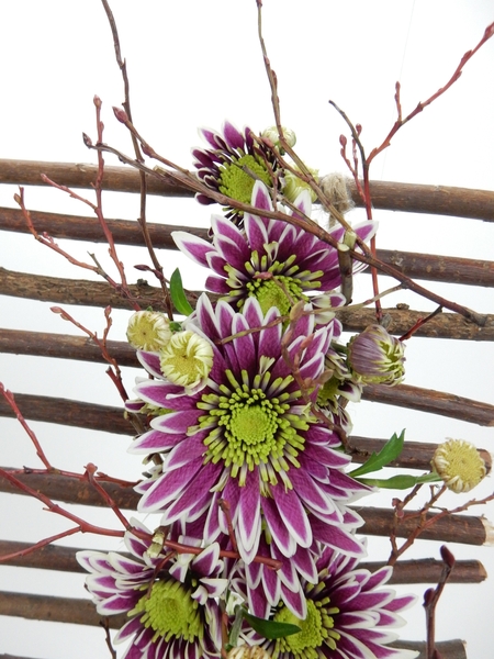 Chrysanthemums and early buds Chrysanthemums and early buds