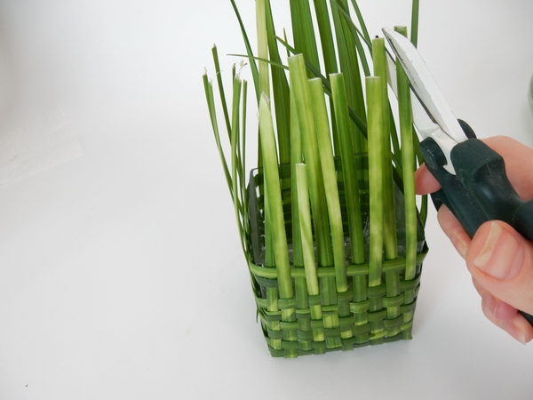 Cut the blunt edges of the grass at an angle Cut the blunt edges of the grass at an angle