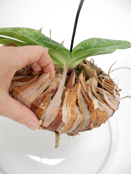 Lift the strips of bark to cover the pot, plastic and tissue paper Lift the strips of bark to cover the pot, plastic and tissue paper