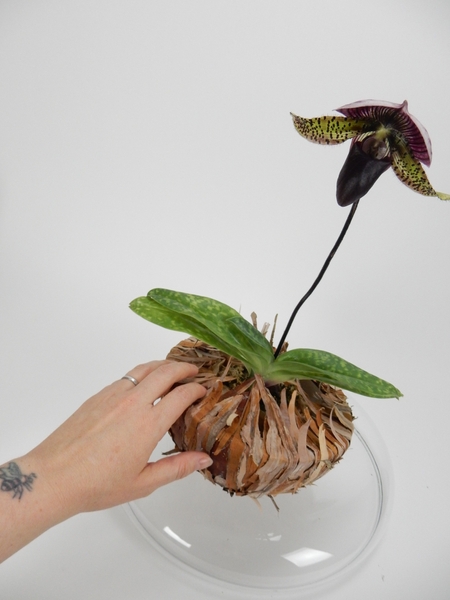 Make sure it is easy to water the plant to keep it beautiful for as long as possible Make sure it is easy to water the plant to keep it beautiful for as long as possible