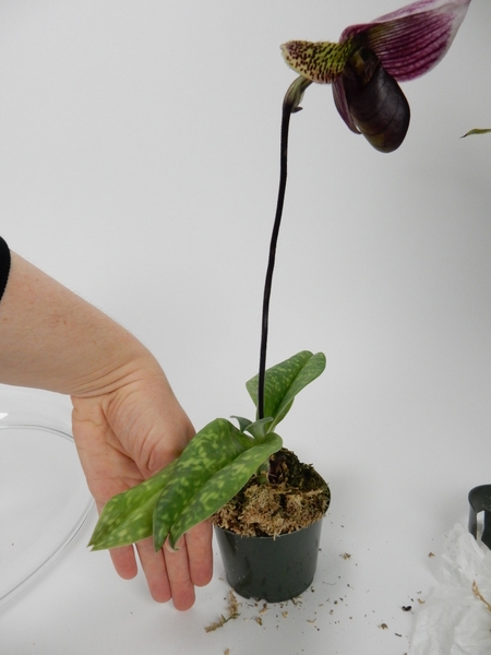 Measure the size of the plastic pot Measure the size of the plastic pot