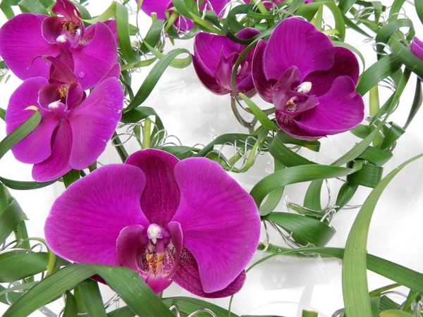 Phalaenopsis orchids and curled lily grass Phalaenopsis orchids and curled lily grass