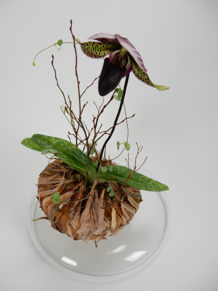 Slipper orchid planted design
