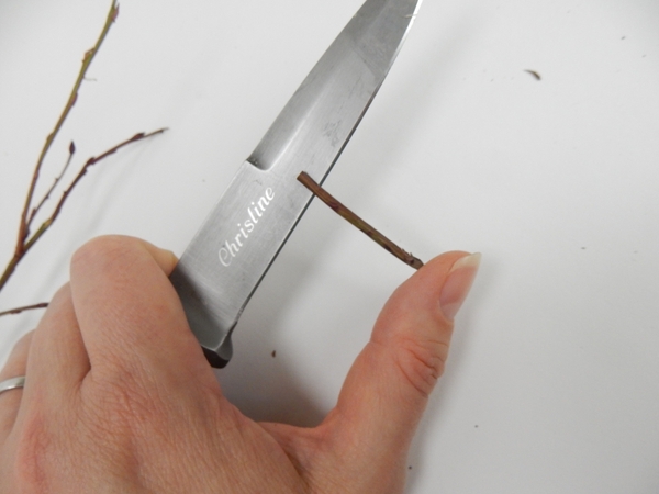 Split the twig with a sharp knife Split the twig with a sharp knife