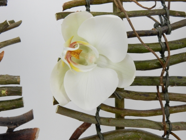 Barely open white Phalaenopsis orchid Barely open white Phalaenopsis orchid